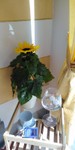 IMG_20190603_154445.jpg